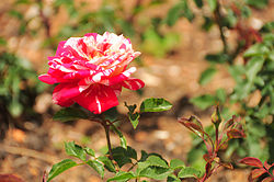 Papagena rose ooty gardens.jpg
